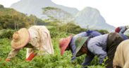 Ferney Agri-Hub : remodeler l’agro-industrie vers le développement durable | business-magazine.mu
