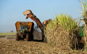 Agroindustrie - Un secteur à protéger | business-magazine.mu