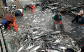 La filière Seafood dope l’industrie de la pêche | business-magazine.mu